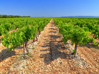 Small Group Tour: Provence in a Day Tour